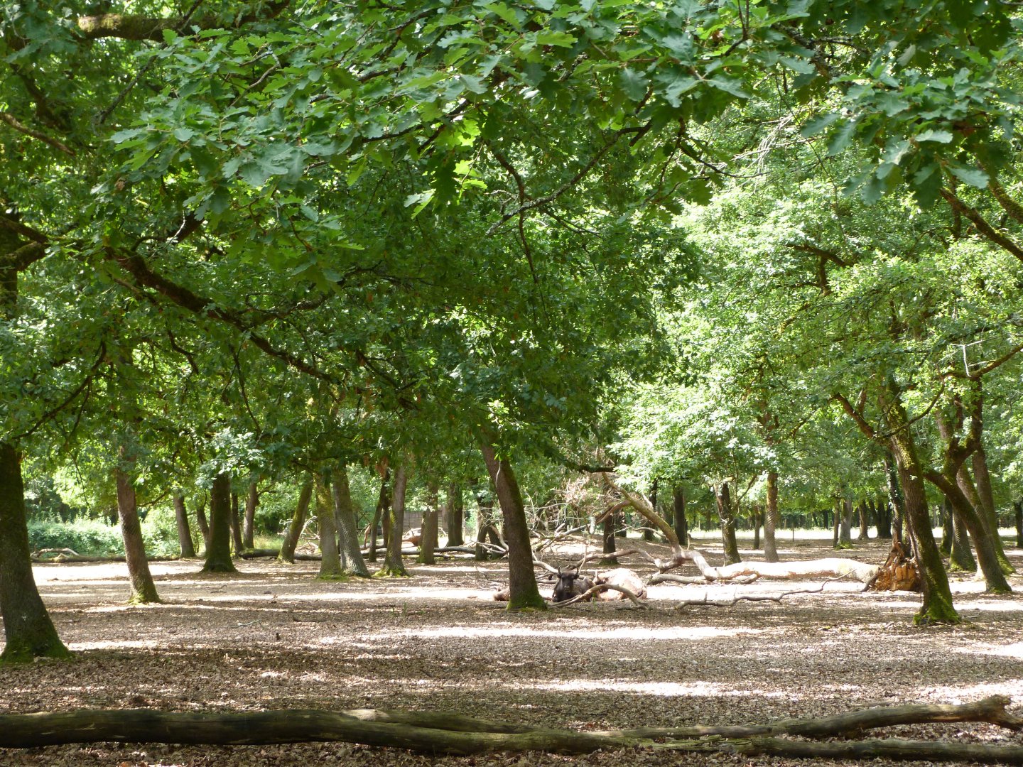 European lowland bison exhibit -Zoodyssée (2025)