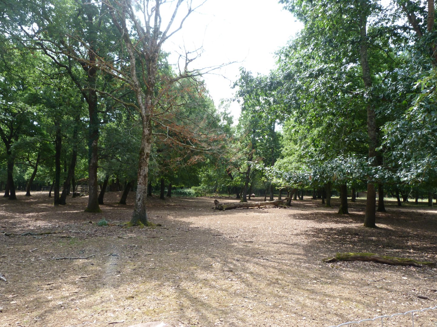 European lowland bison exhibit -Zoodyssée (2025)