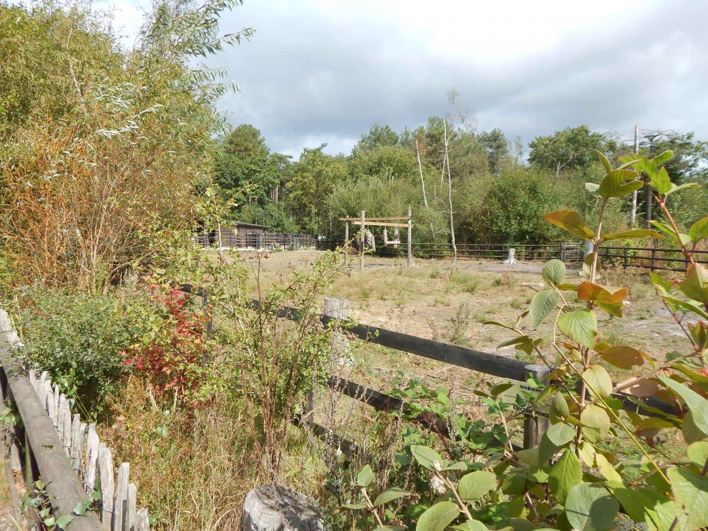 European lowland-bison habitat 030924