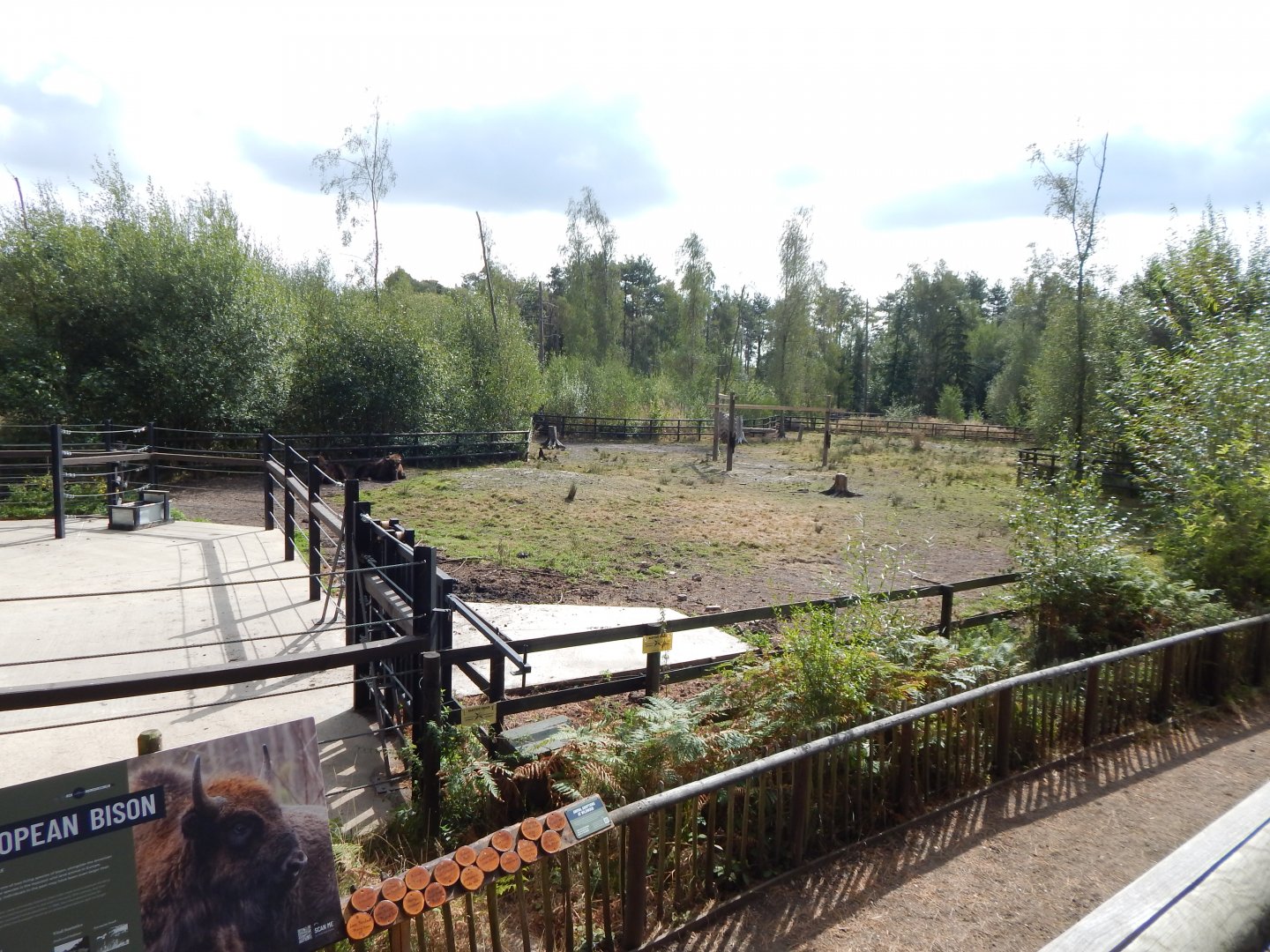 European lowland-bison habitat 030924