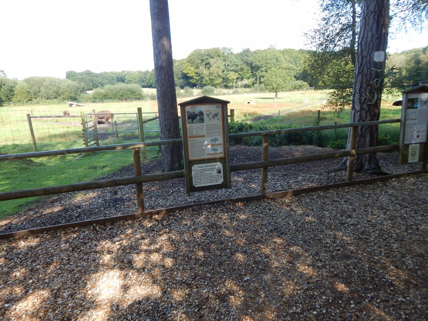 European lowland-bison habitat 130924