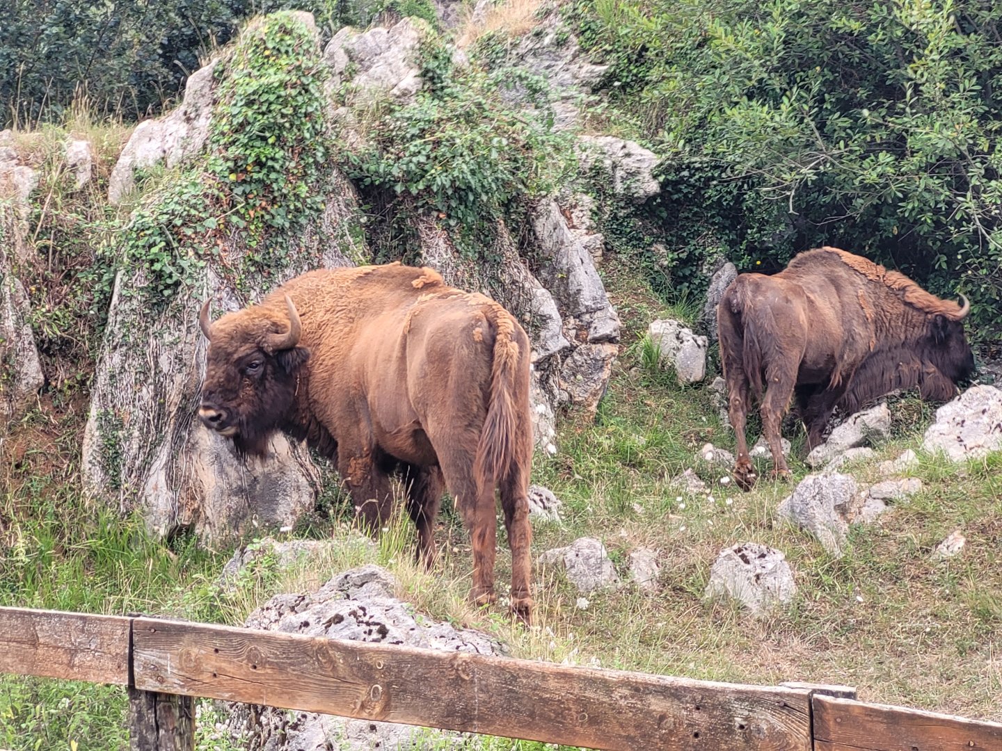 European lowland bison -Parque de la Naturaleza de Cabárceno (2022)