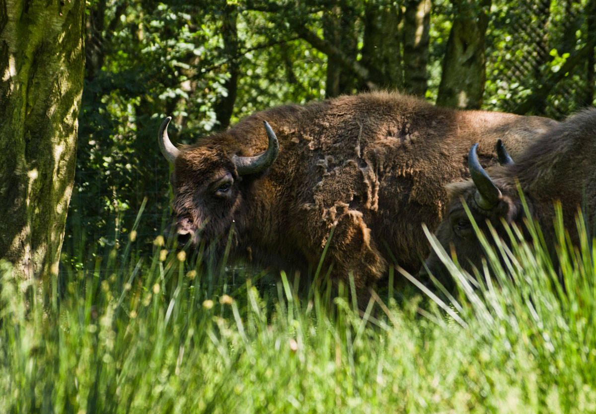 European lowland-bison (Wisent)