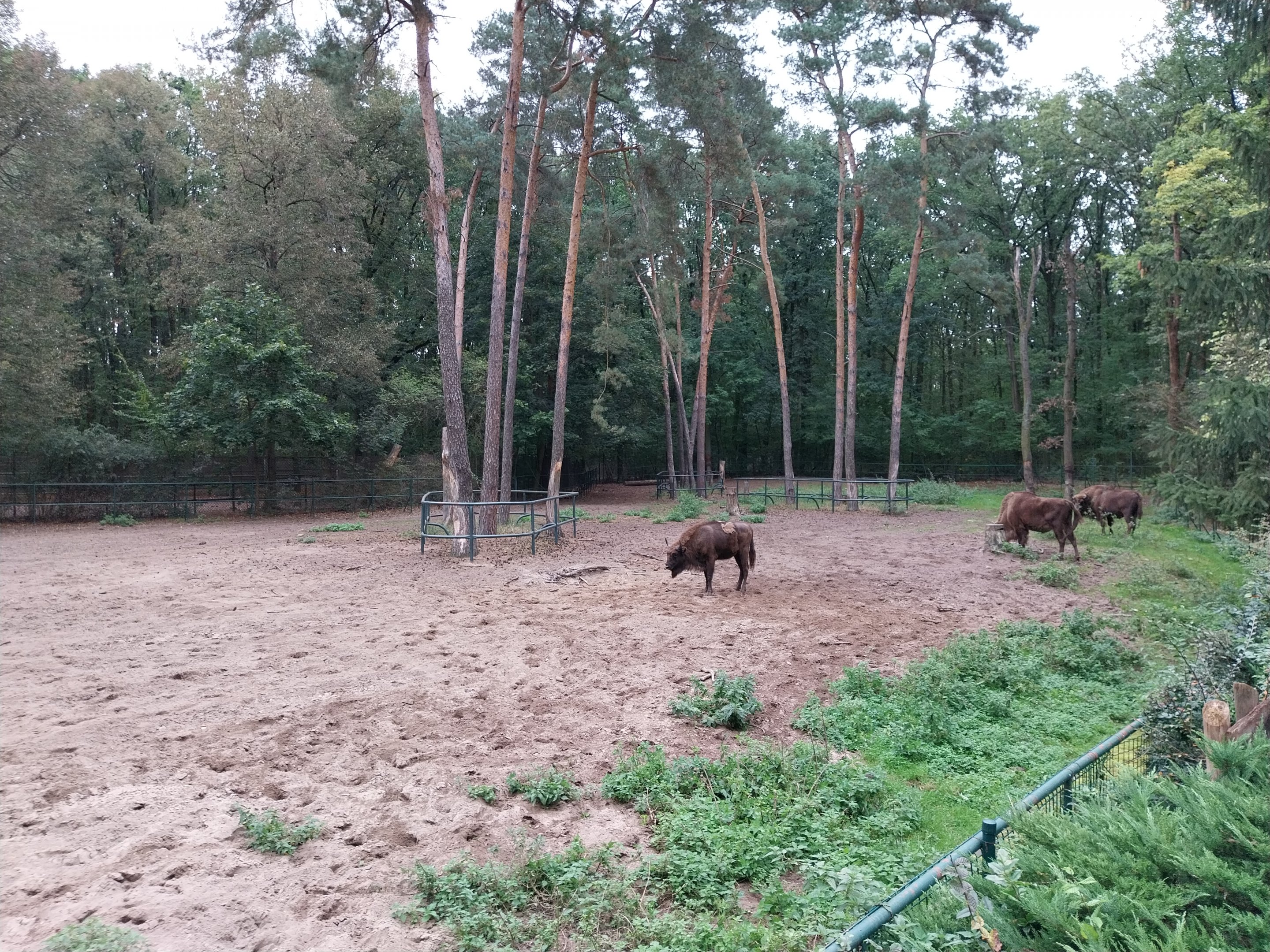 European Lowland-bison (Wisent)