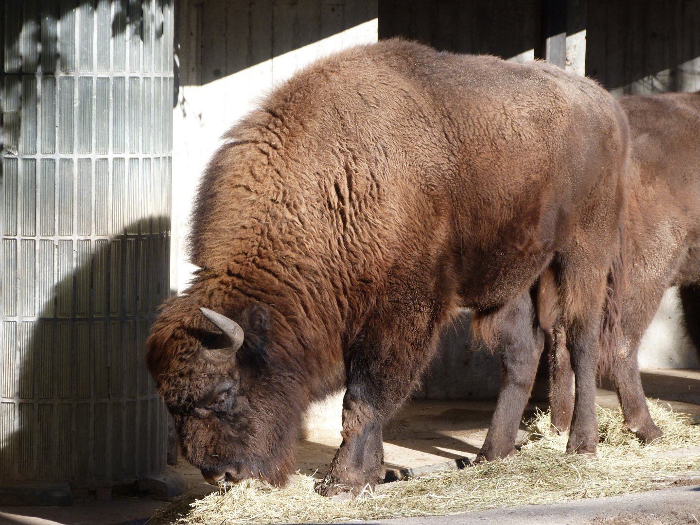 European lowland bison -Zoo Aquarium de Madrid (2025)