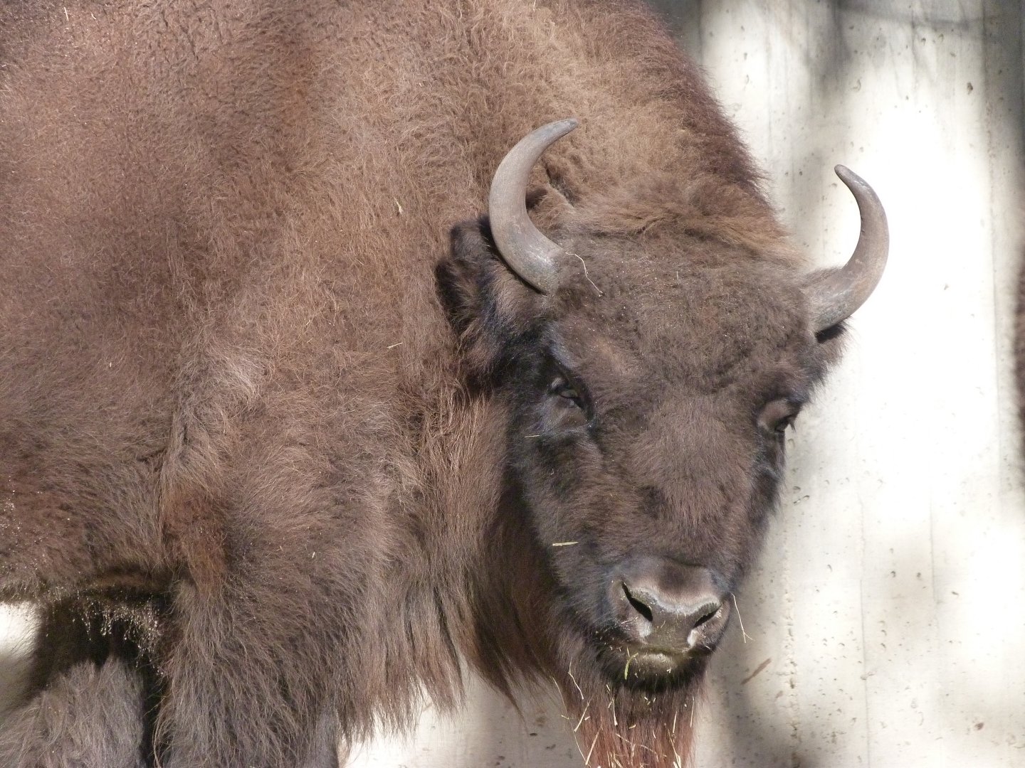European lowland bison -Zoo Aquarium de Madrid (2025)