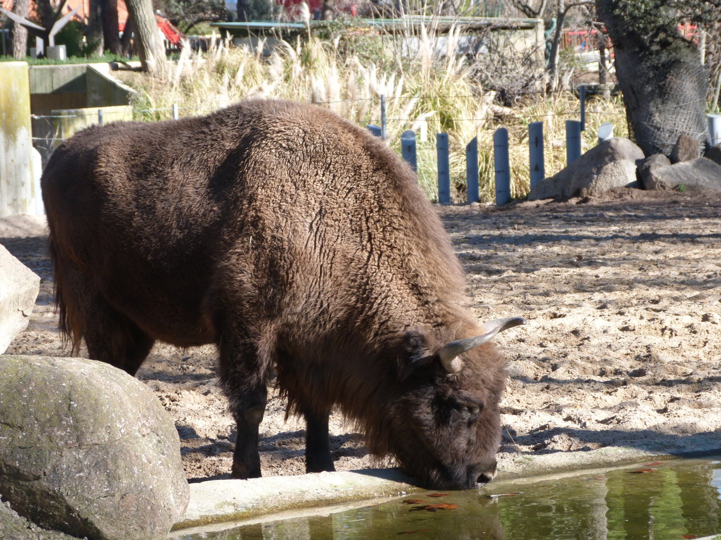 European lowland bison -Zoo Aquarium de Madrid (2025)