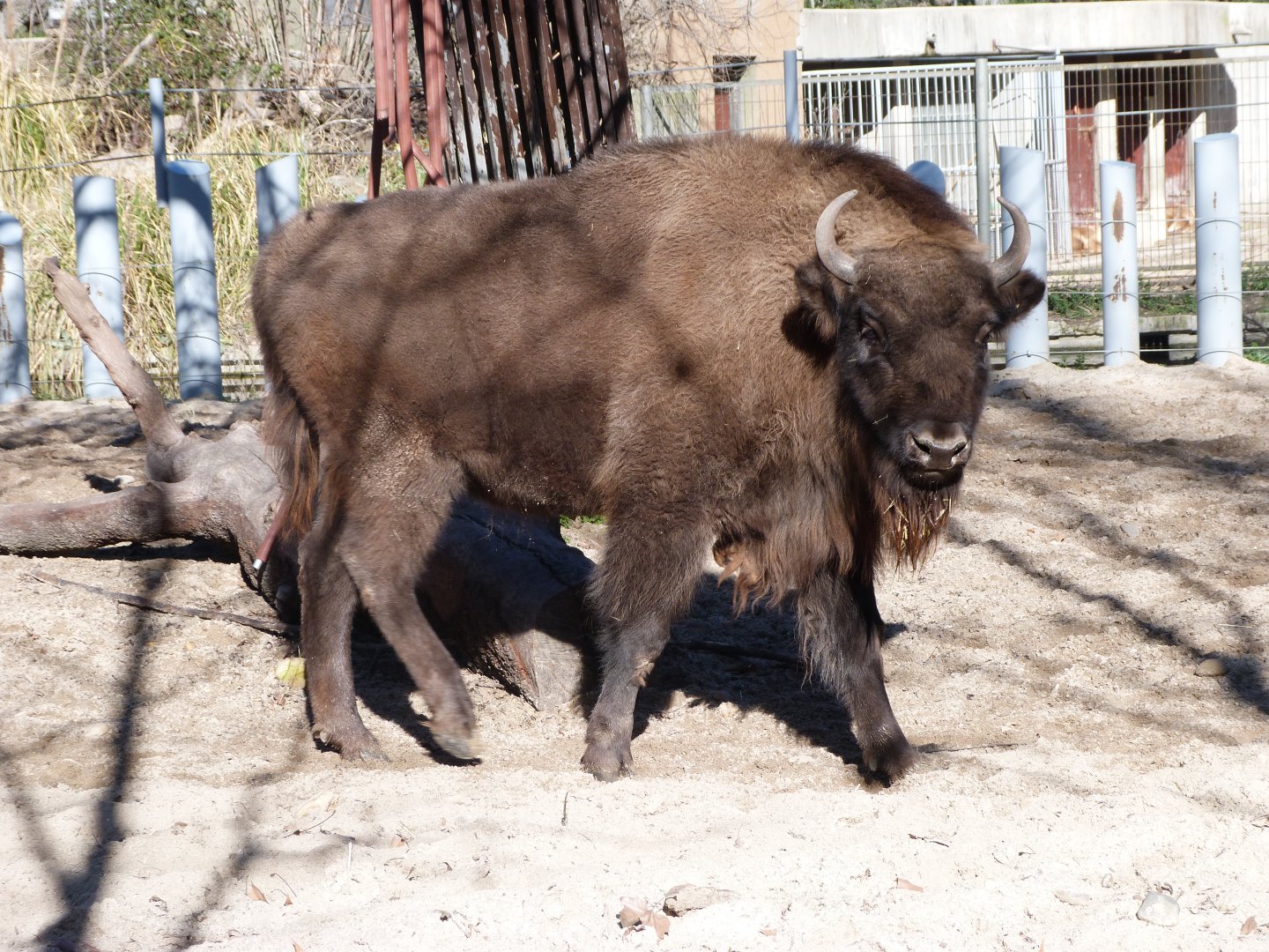 European lowland bison -Zoo Aquarium de Madrid (2025)
