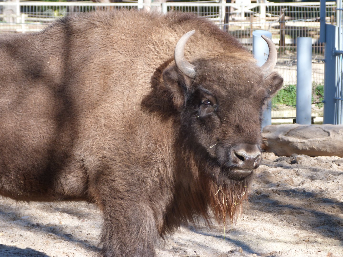 European lowland bison -Zoo Aquarium de Madrid (2025)