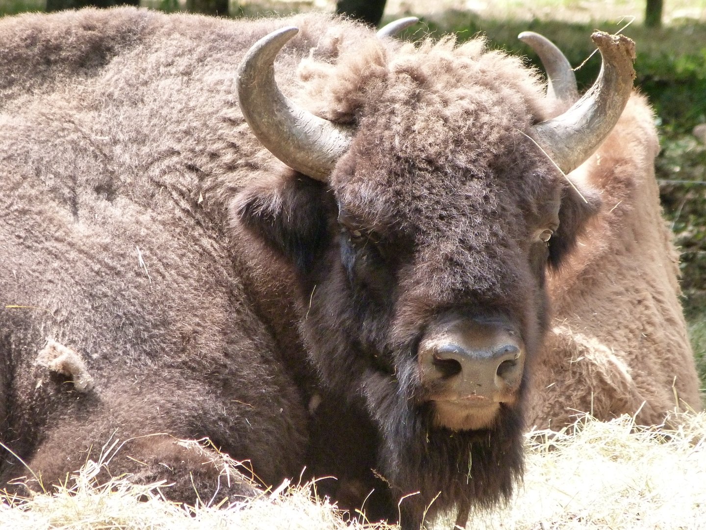 European lowland bison -Zoodyssée (2025)
