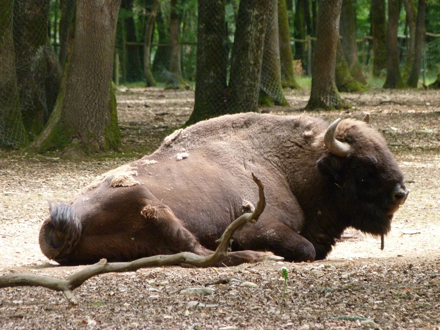 European lowland bison -Zoodyssée (2025)