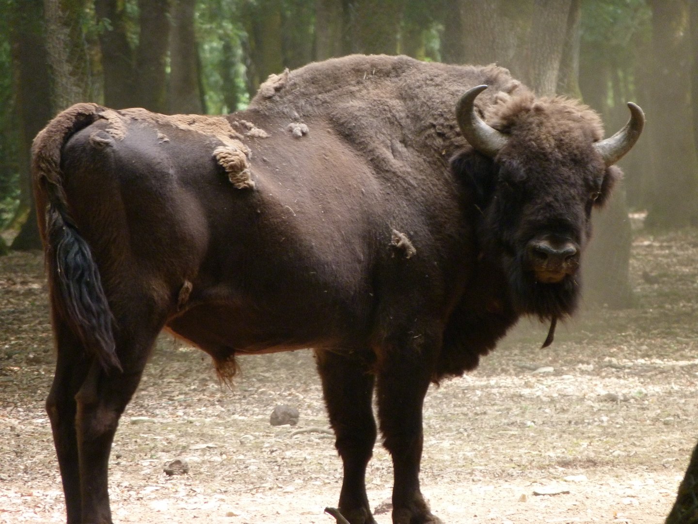European lowland bison -Zoodyssée (2025)
