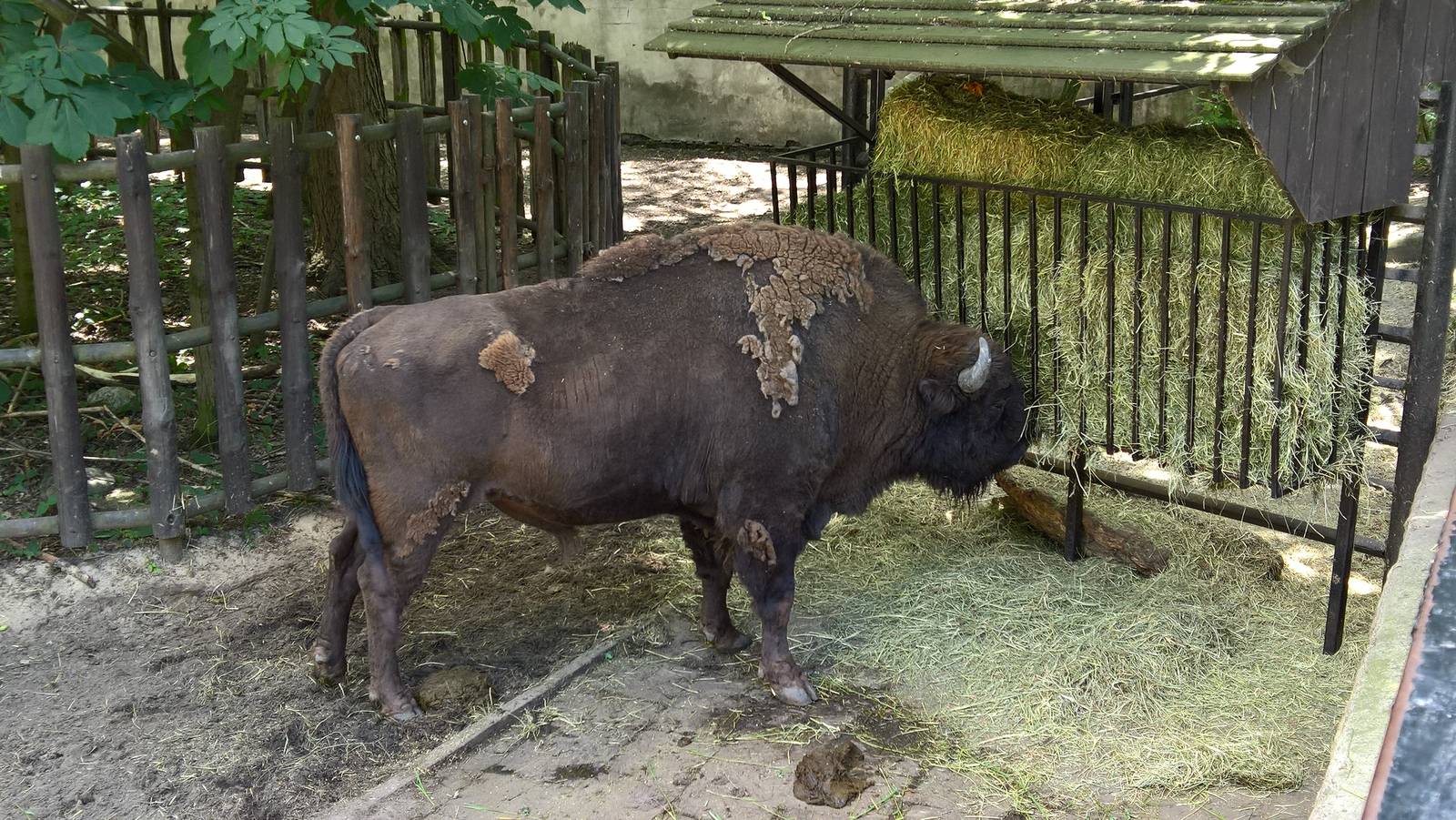 European lowland-bison
