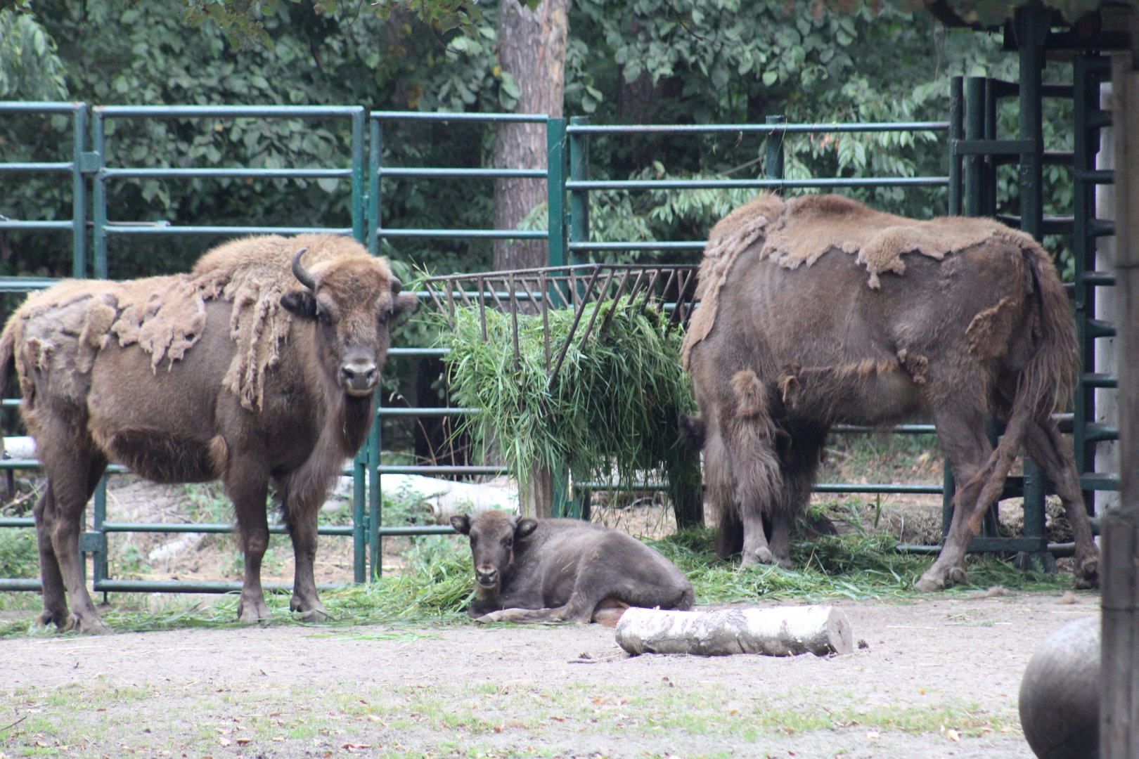 European Lowland Bison