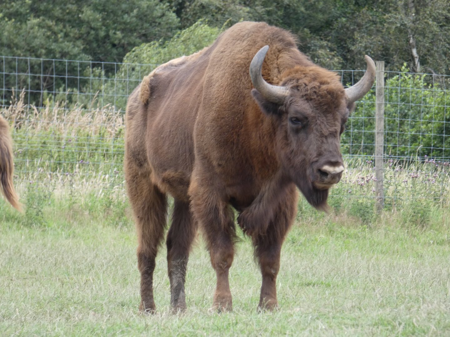 European Lowland Bison