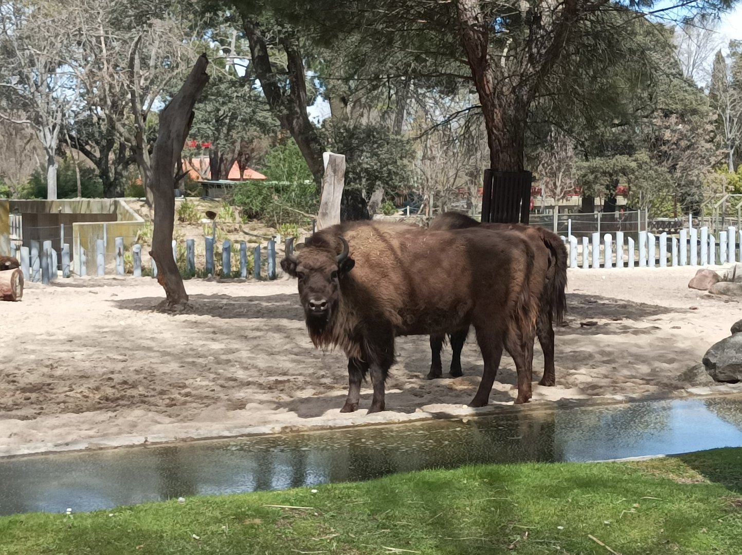 European lowland bison