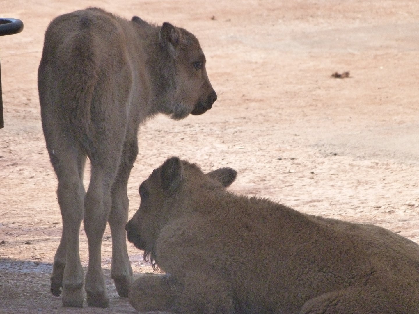 European lowland bisons -Parque de la Naturaleza de Cabárceno (2025)
