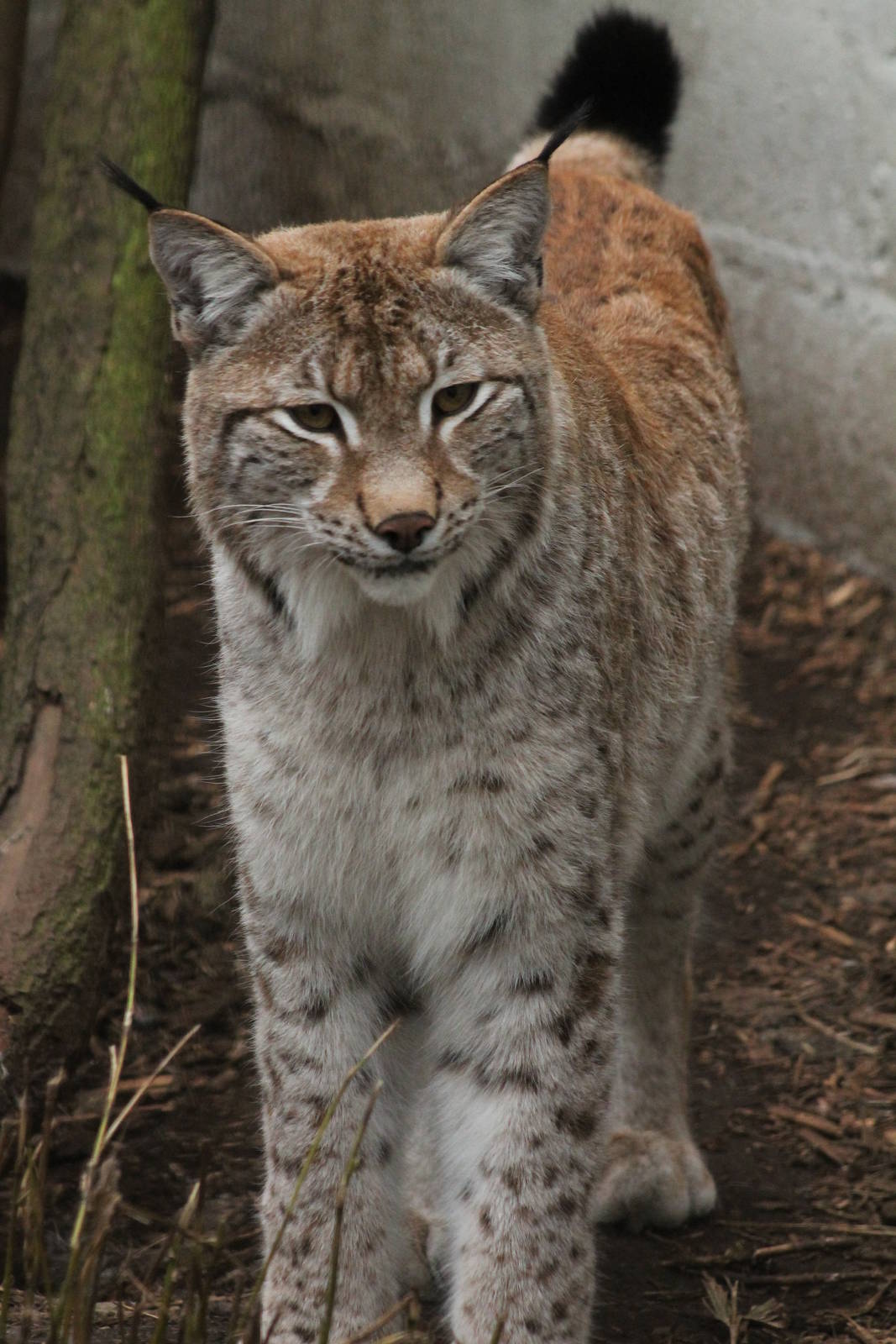 European Lynx - 21st March 2015