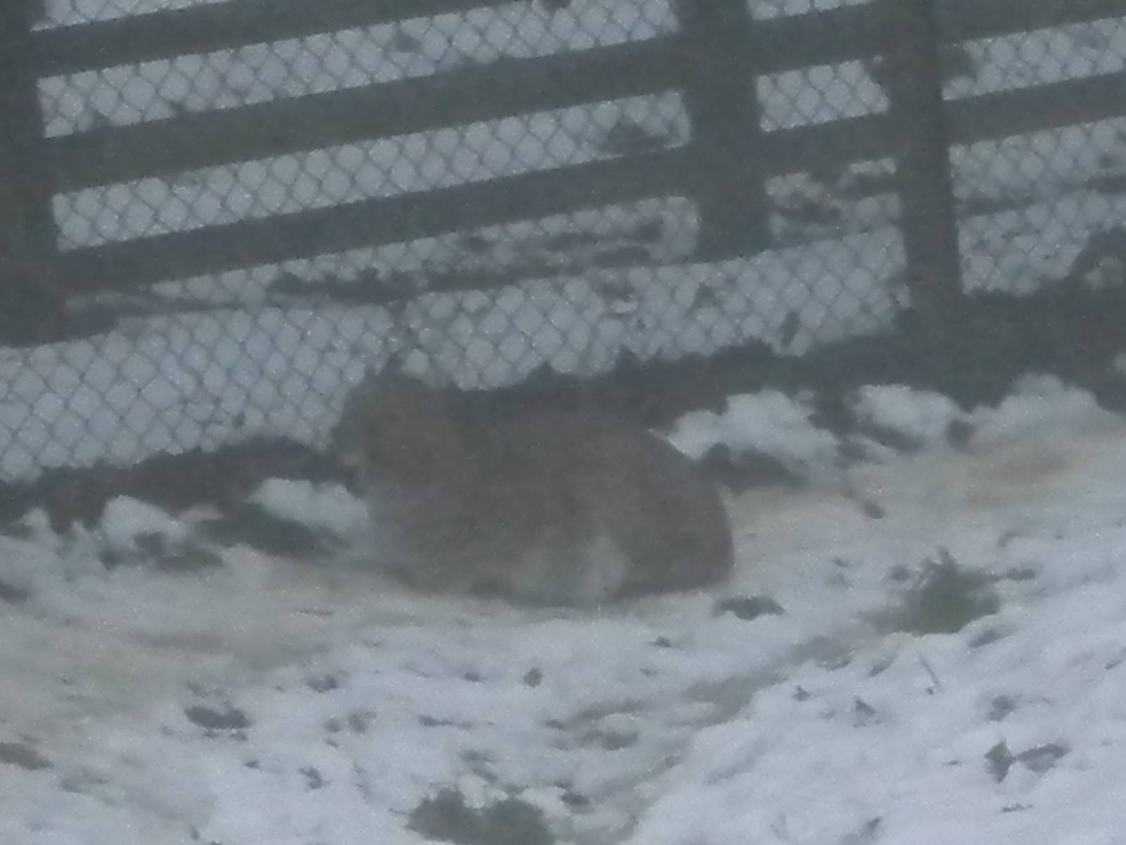 European Lynx-27/12/10.