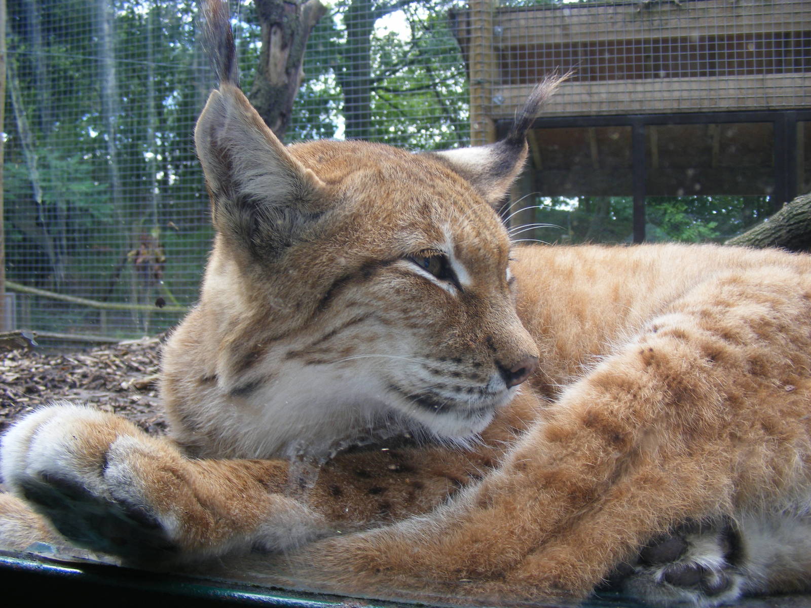 European lynx at Dudley Zoo, 28 August 2010
