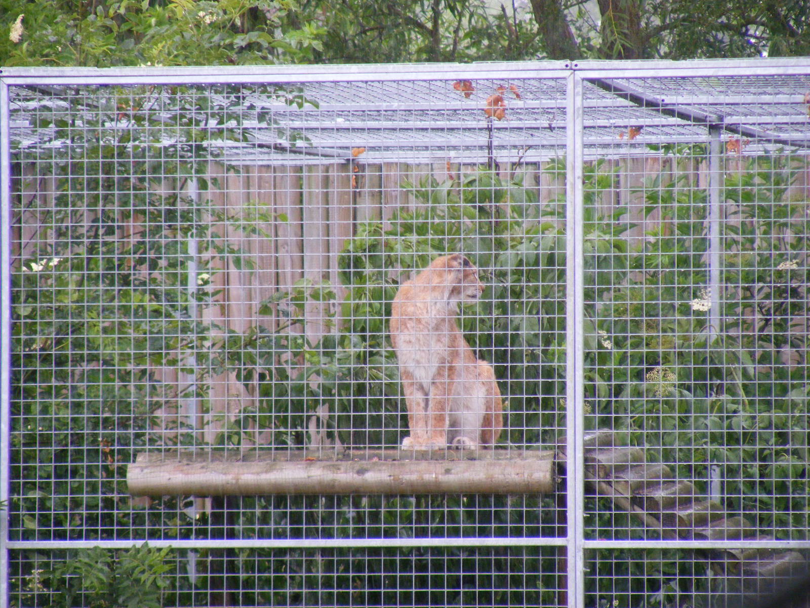 European lynx at Gentleshaw Wildlife Centre, 18 June 2011