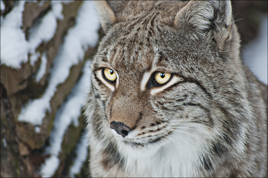 European lynx at Olderdissen
