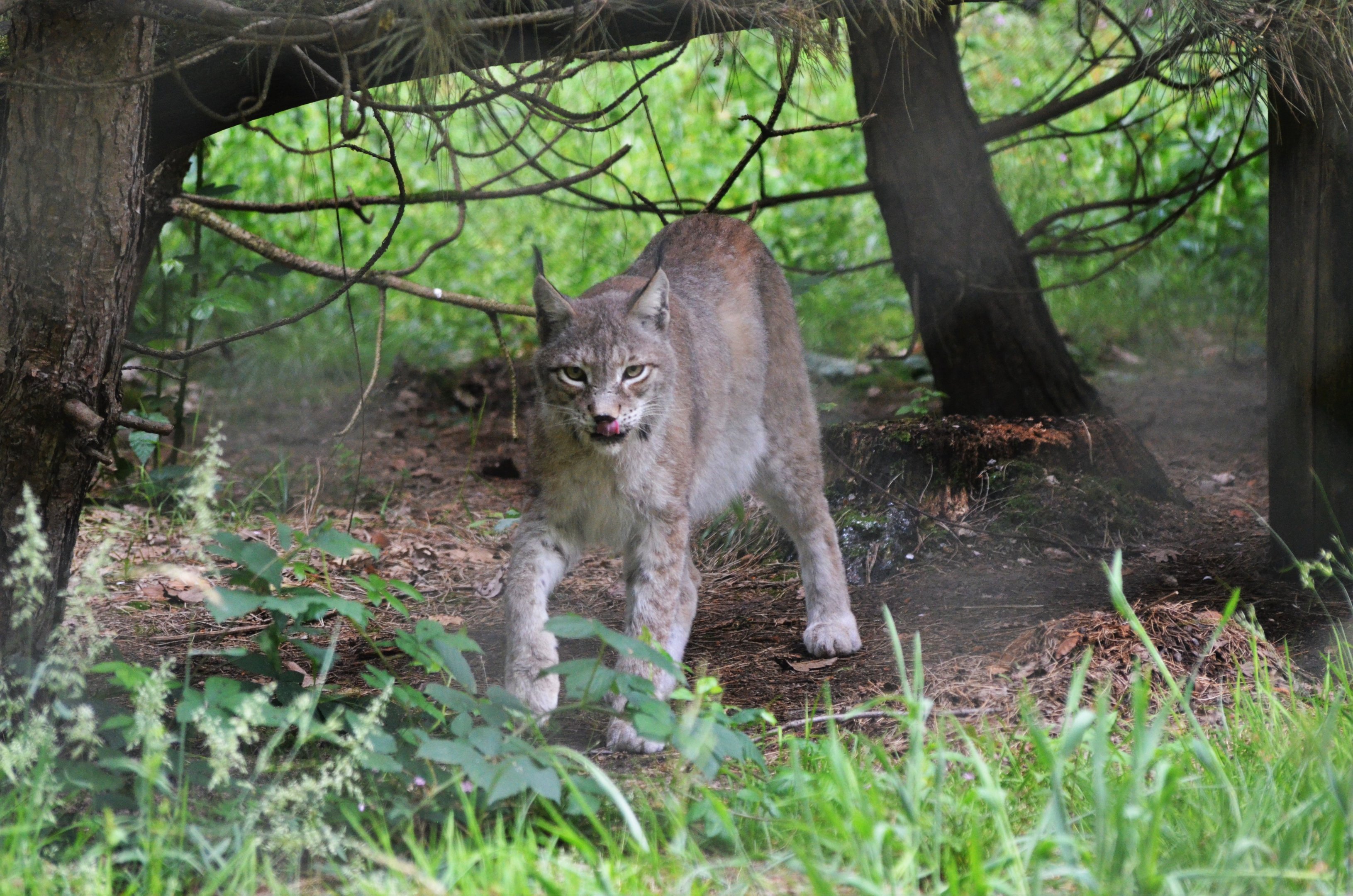 European Lynx at Pescheray, 13/06/18