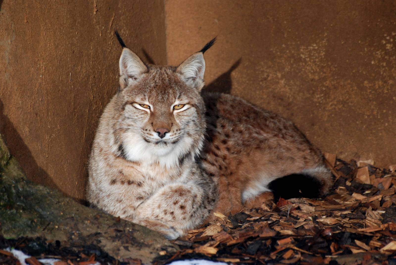 European Lynx at Whipsnade, 07/12/12