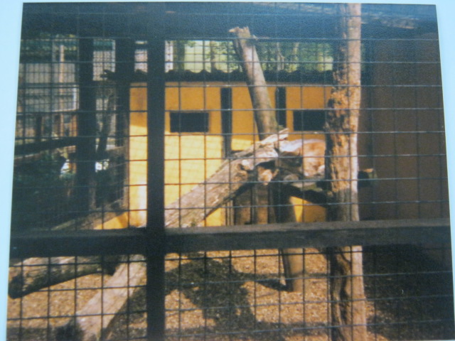 European Lynx cage Basildon Zoo April 1989.