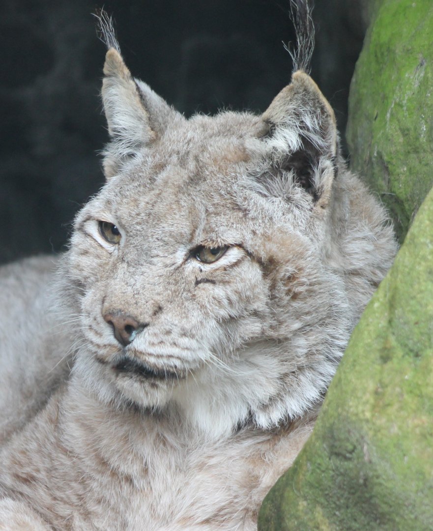 European lynx Chris