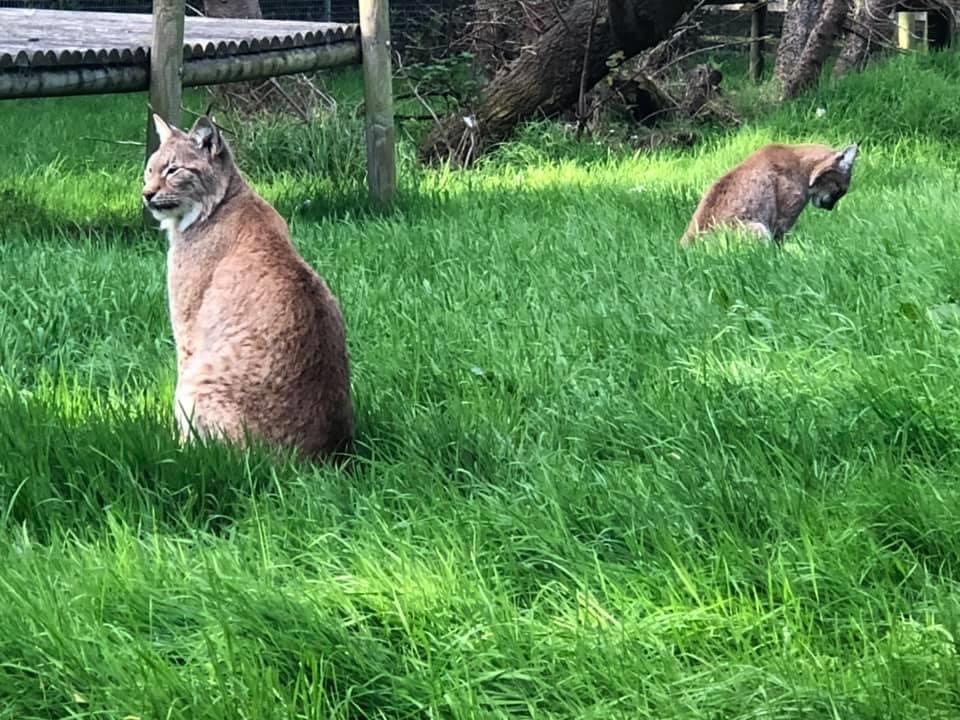 European Lynx Curraghs IOm