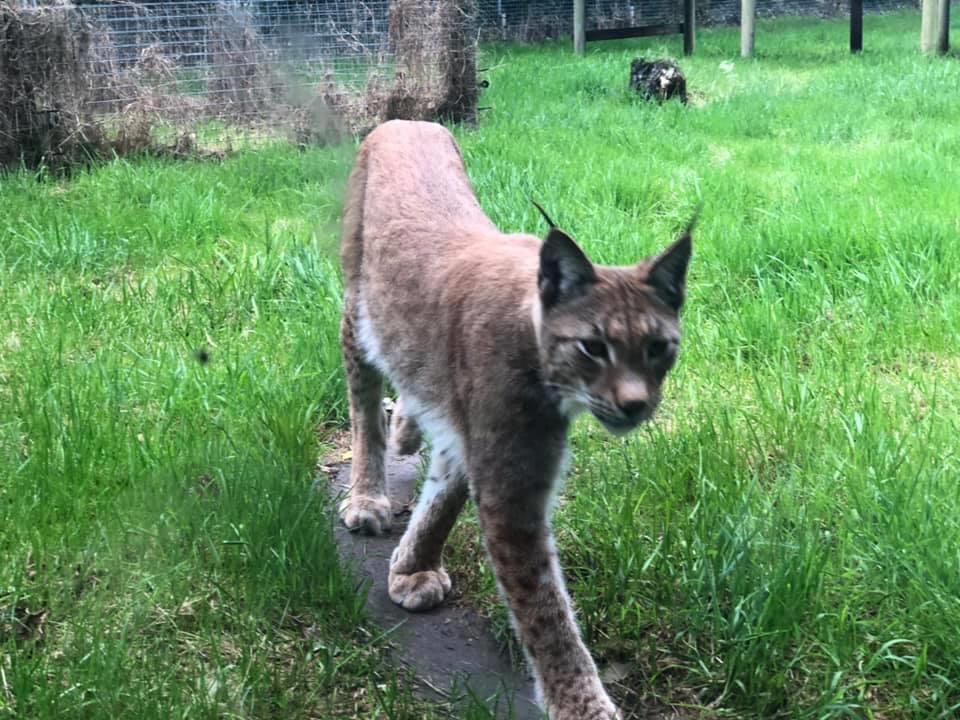 European Lynx Curraghs IOM