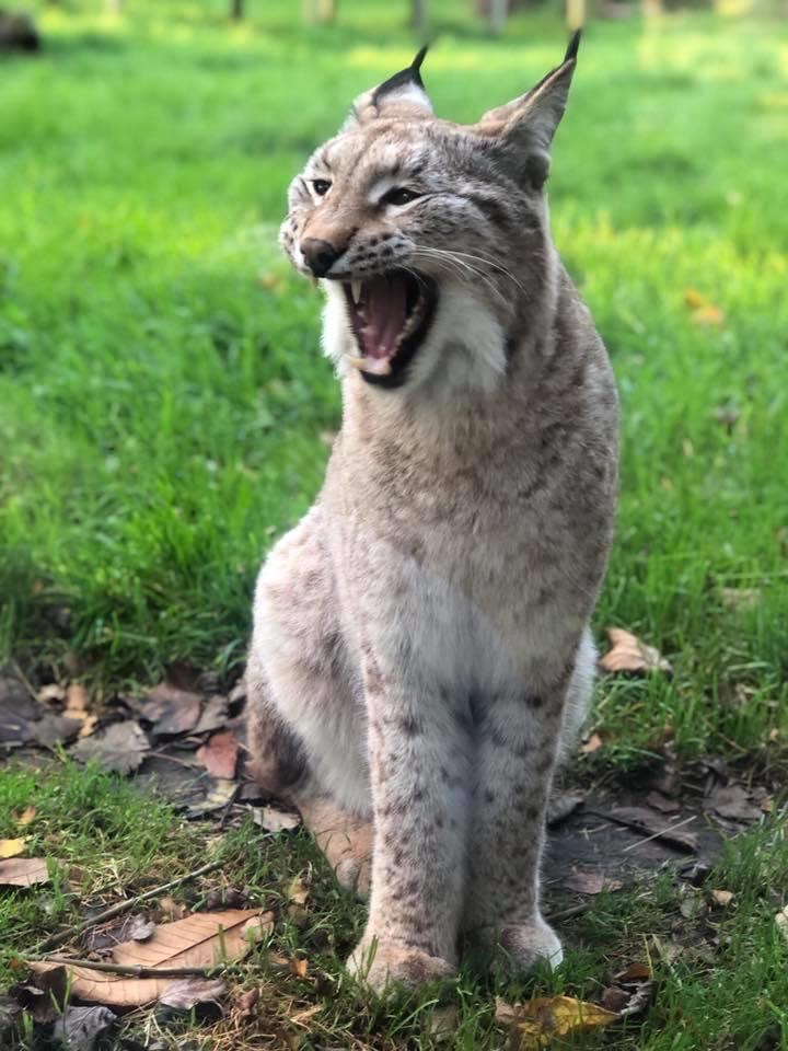 European Lynx Curraghs IOM