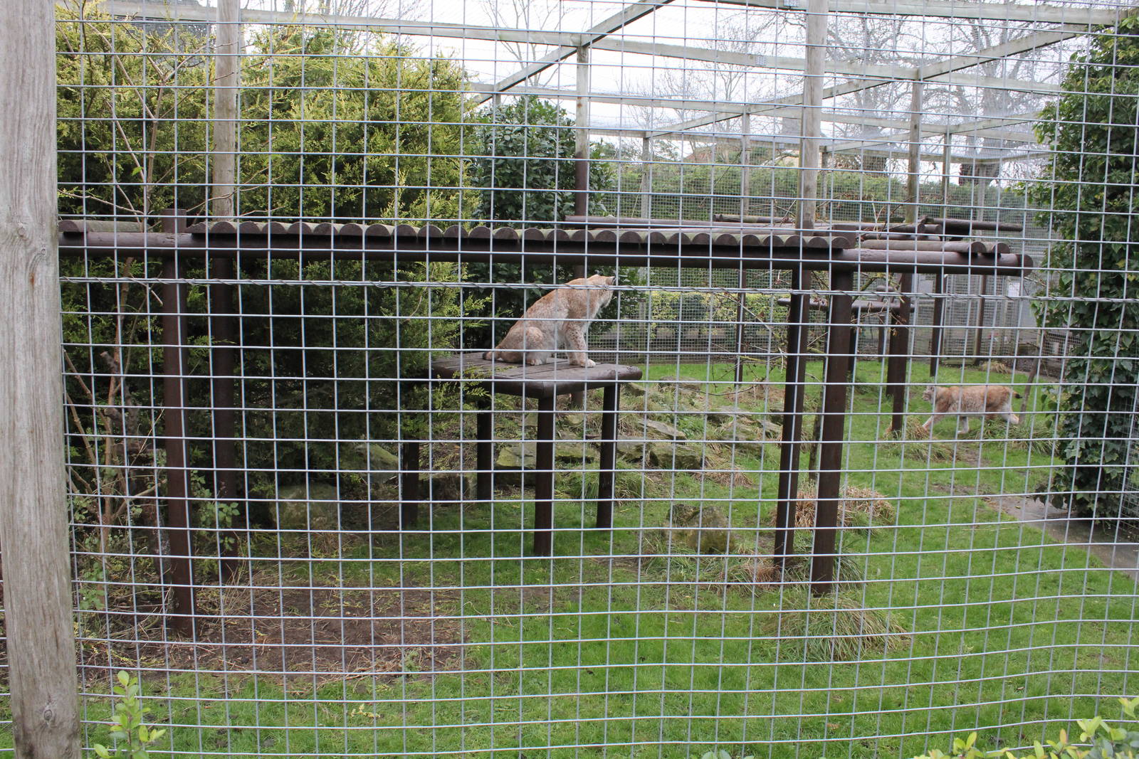 European Lynx enclosure 1-1-15