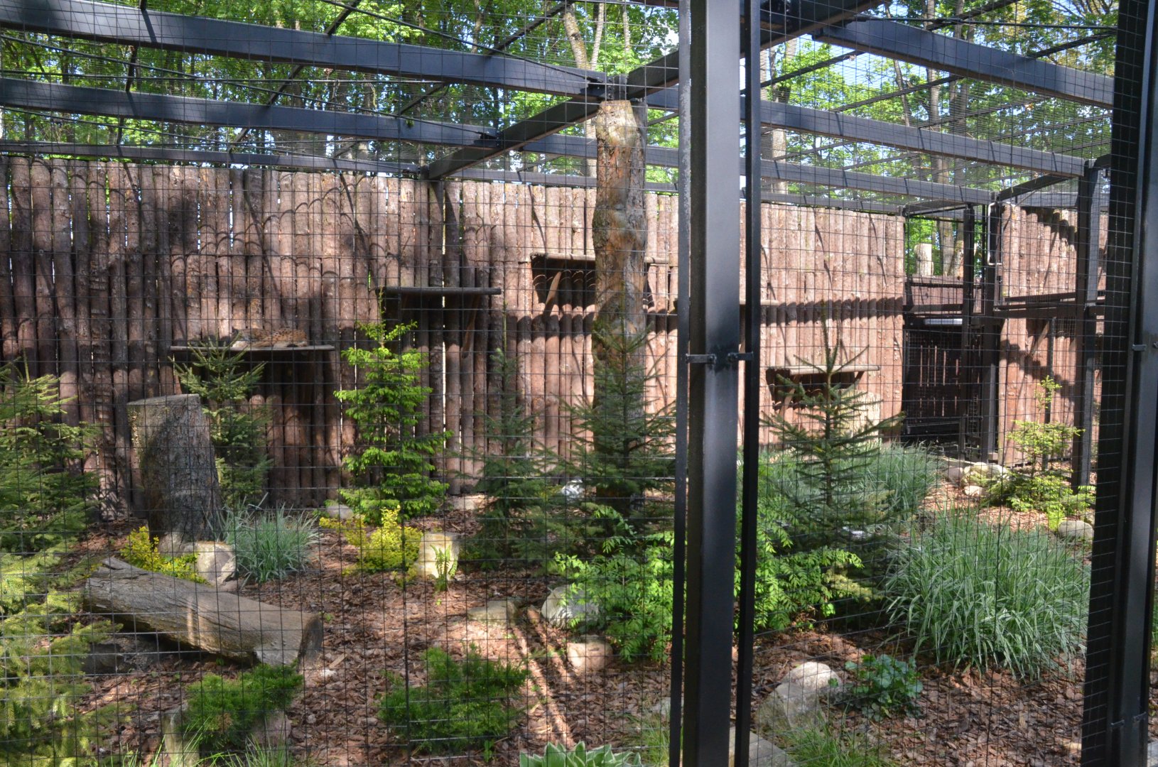 European Lynx Enclosure at Akcent Zoo Białystok, 08/05/19