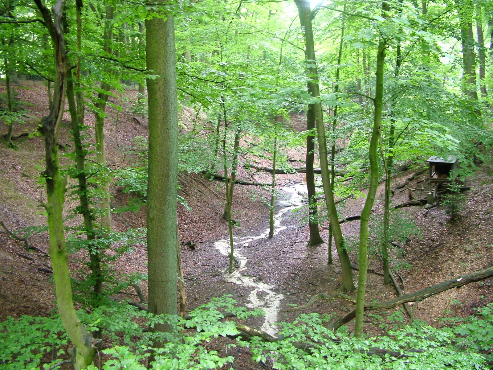 European Lynx enclosure at Dortmund 11/05/2009