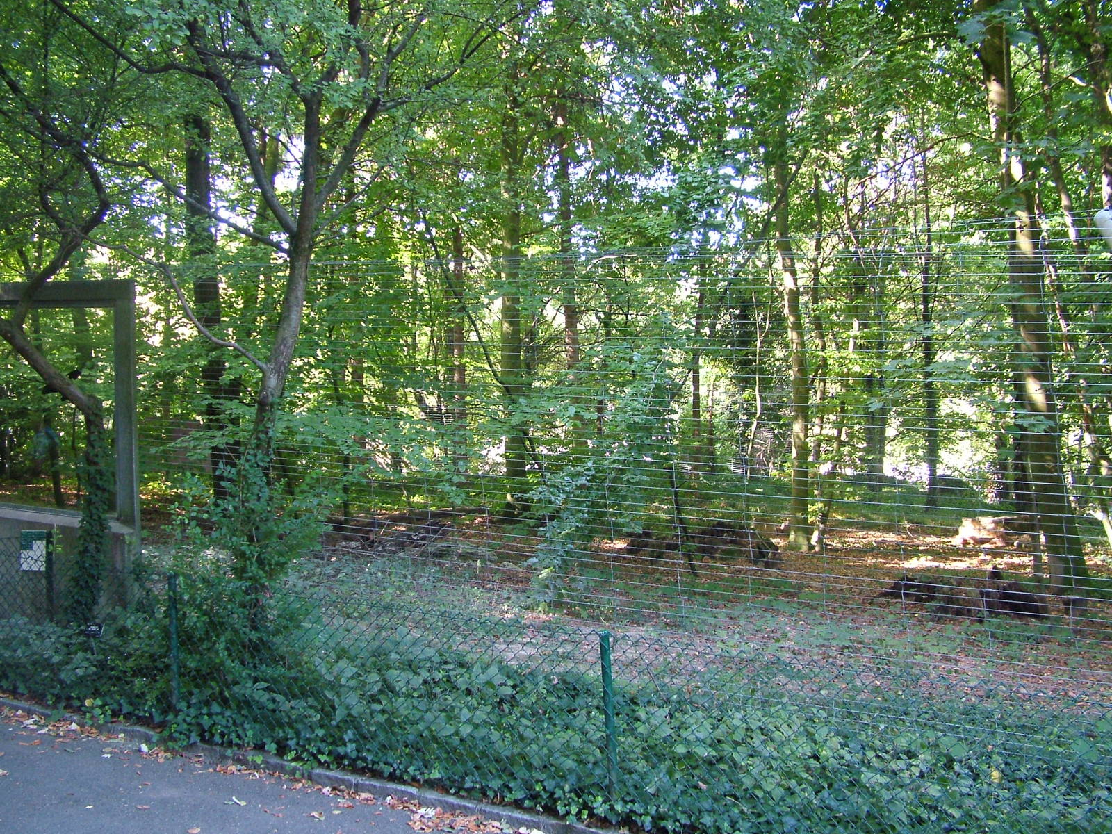 European Lynx enclosure at Mulhouse 29/08/09