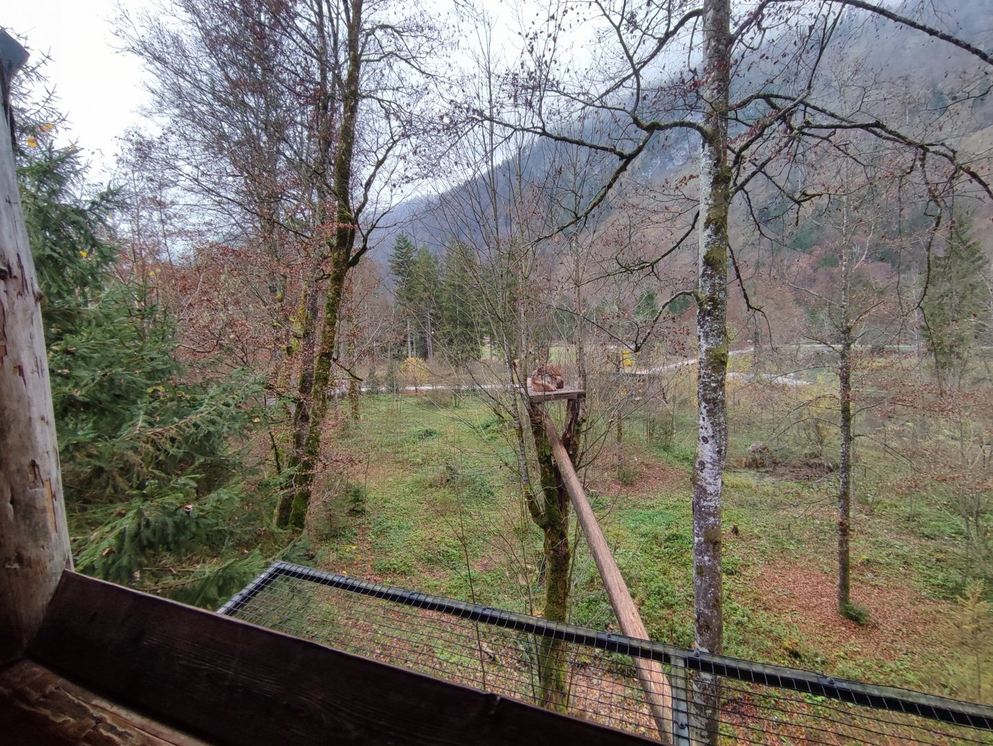 European lynx enclosure - Wildpark Grünau/Cumberland