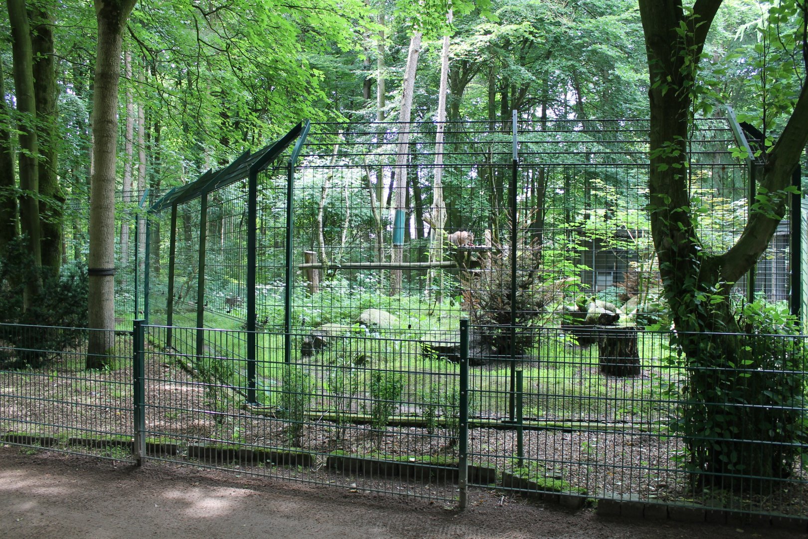 European lynx-enclosure