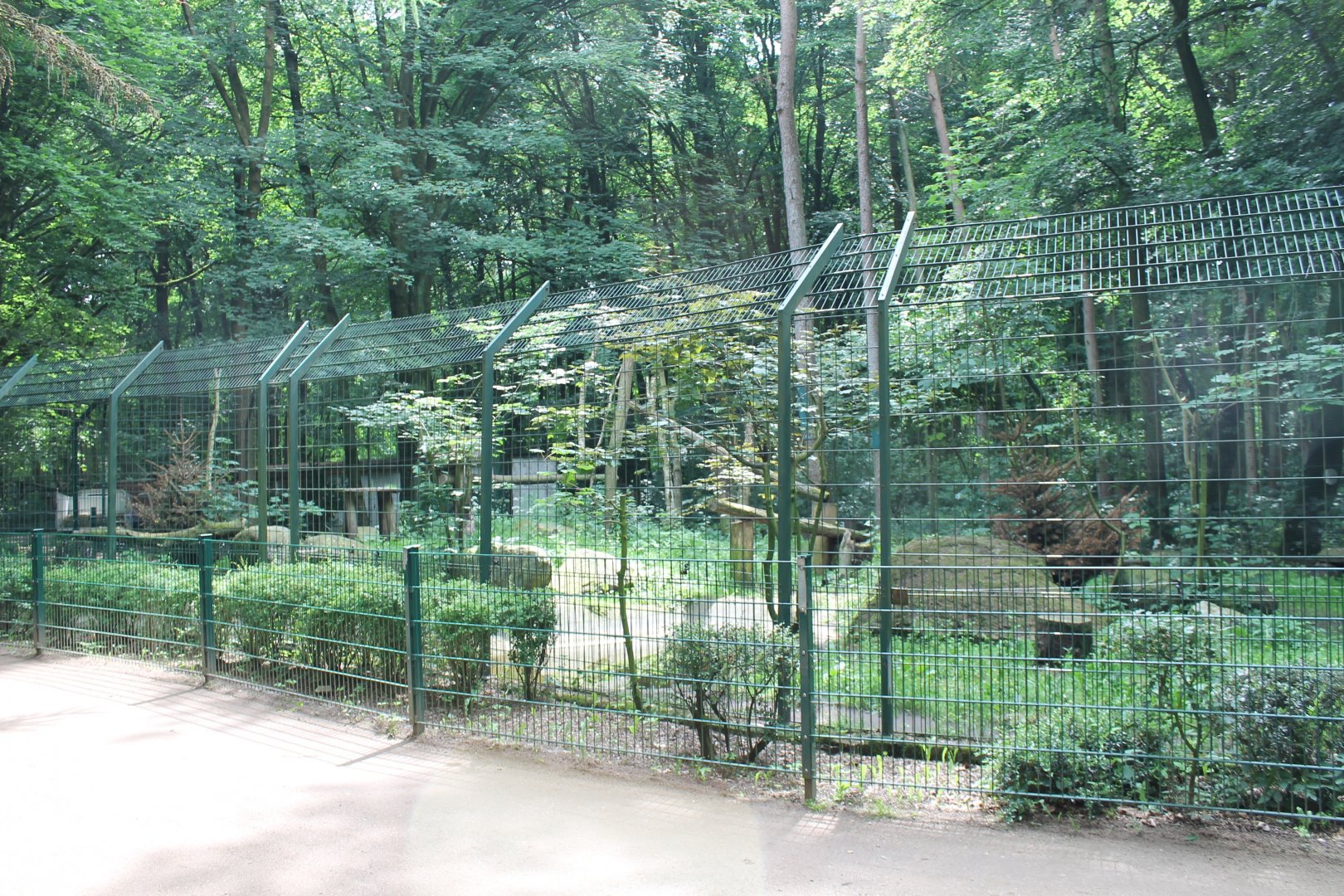 European lynx-enclosure
