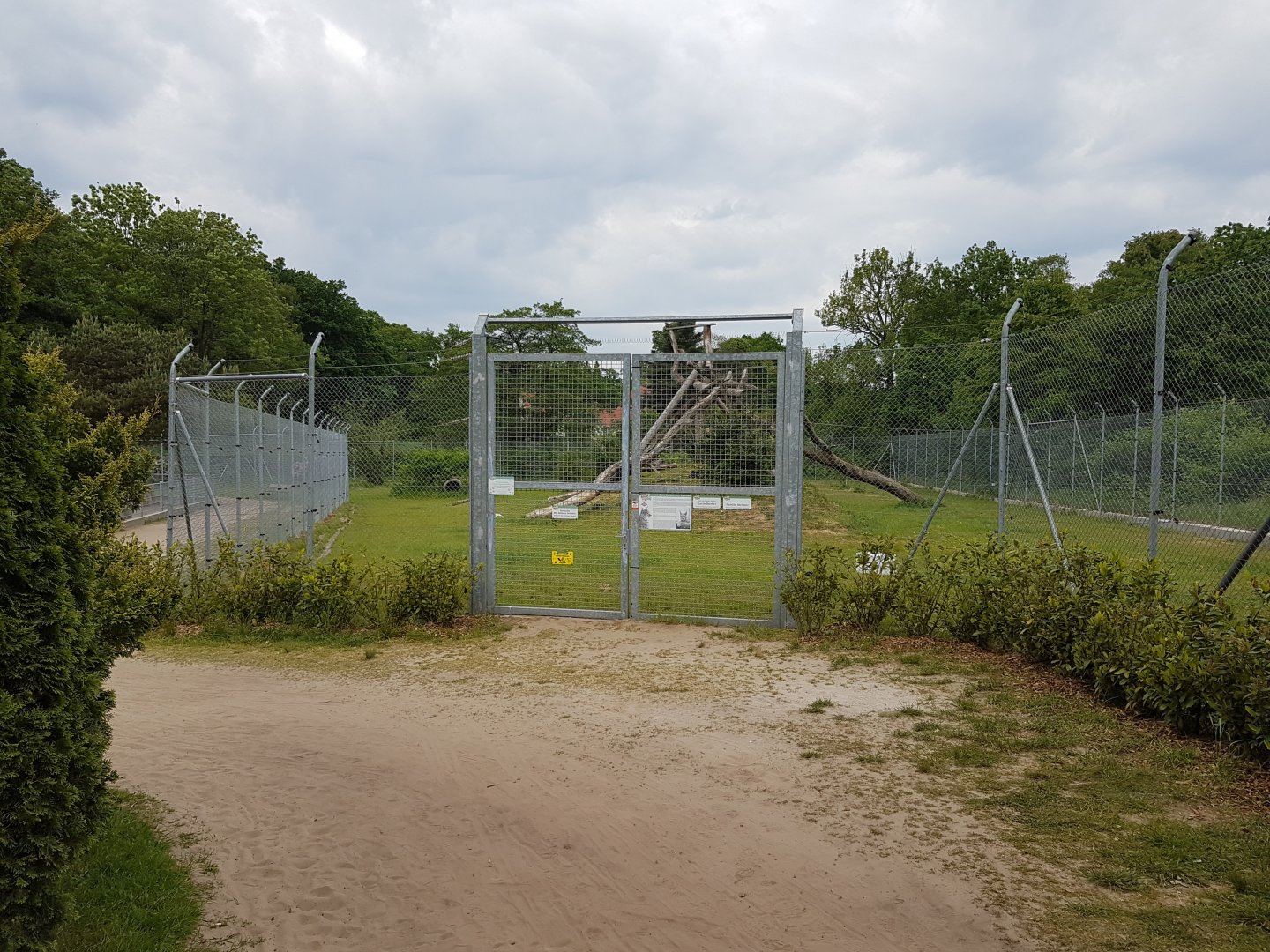 European lynx-enclosure