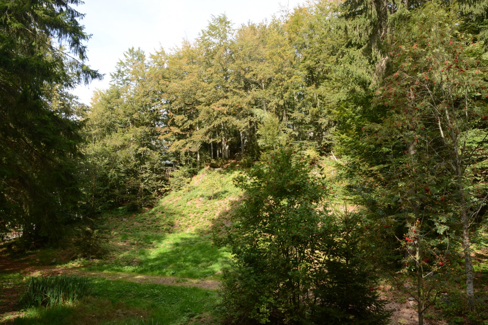 European lynx enclosure