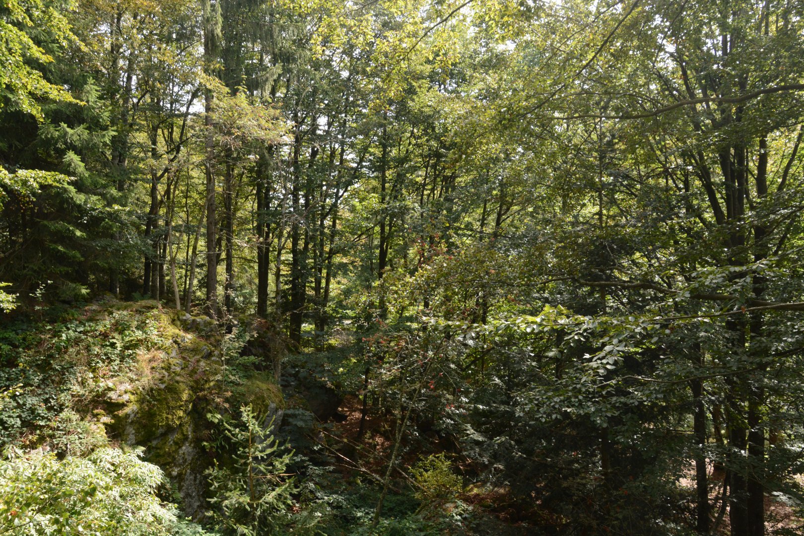 European lynx enclosure