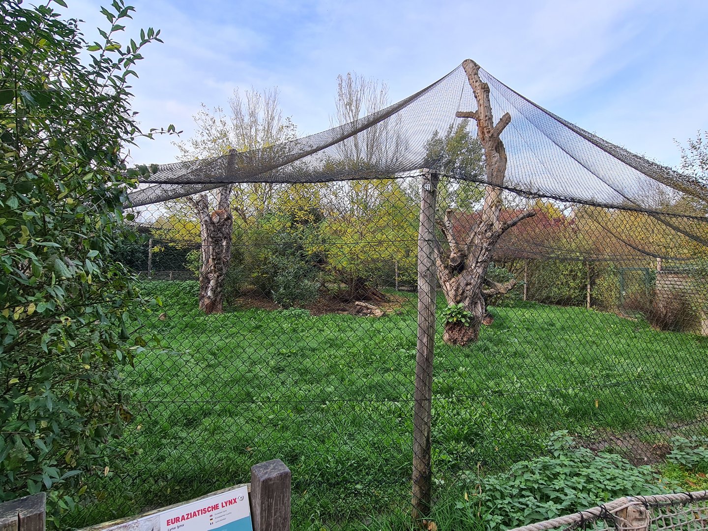 European lynx enclosure