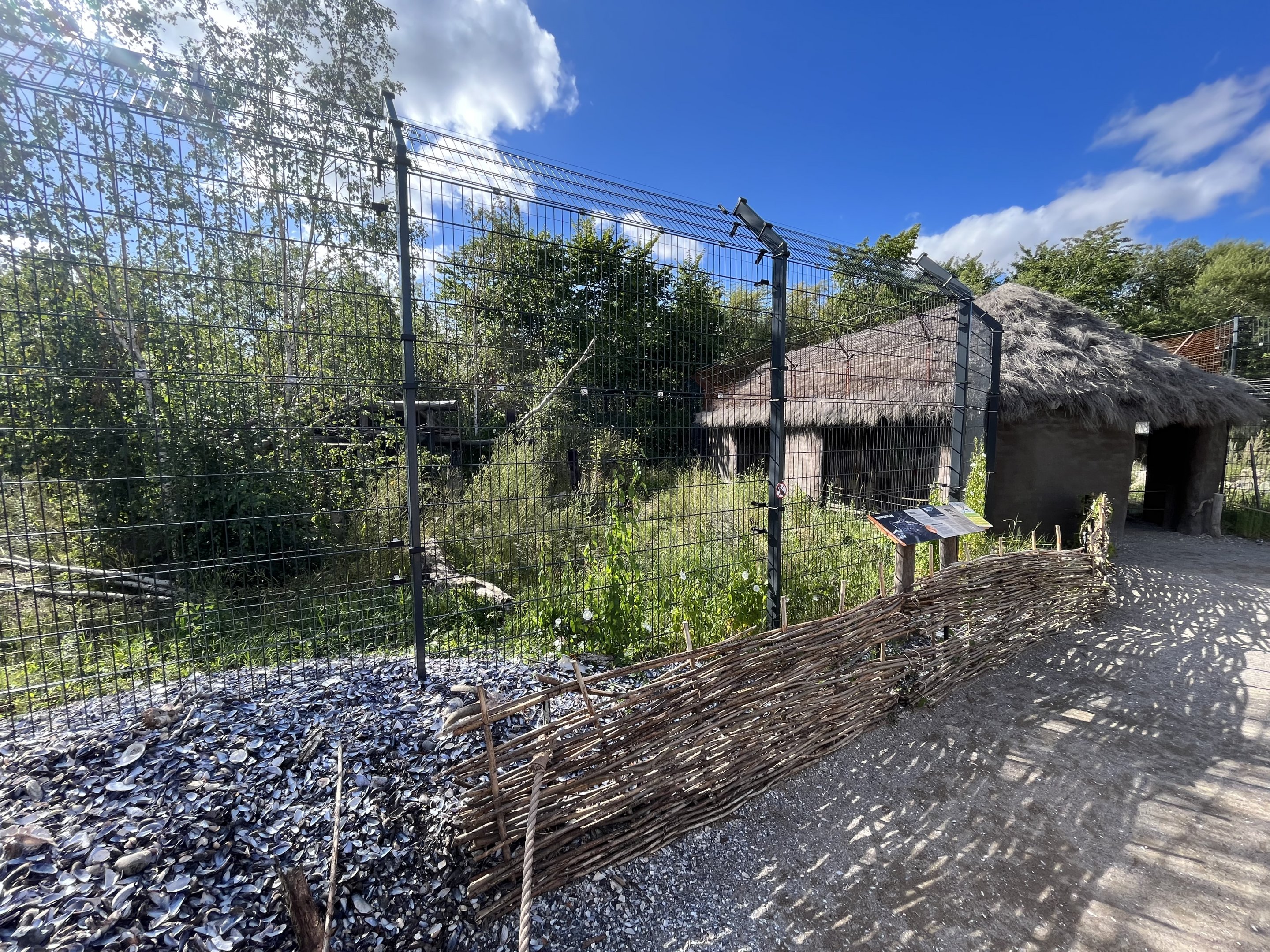 European Lynx Exhibit #1
