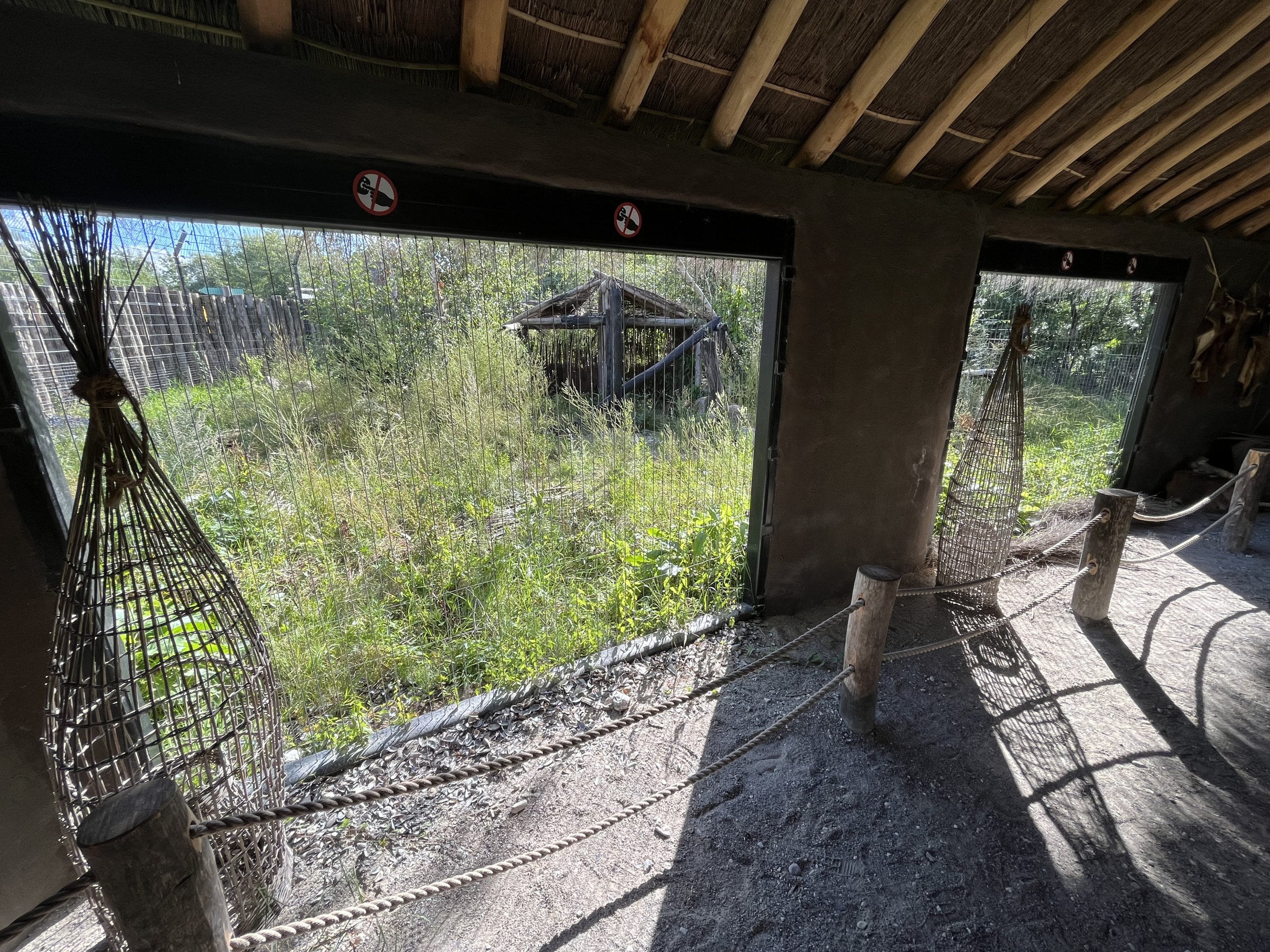 European Lynx Exhibit #1