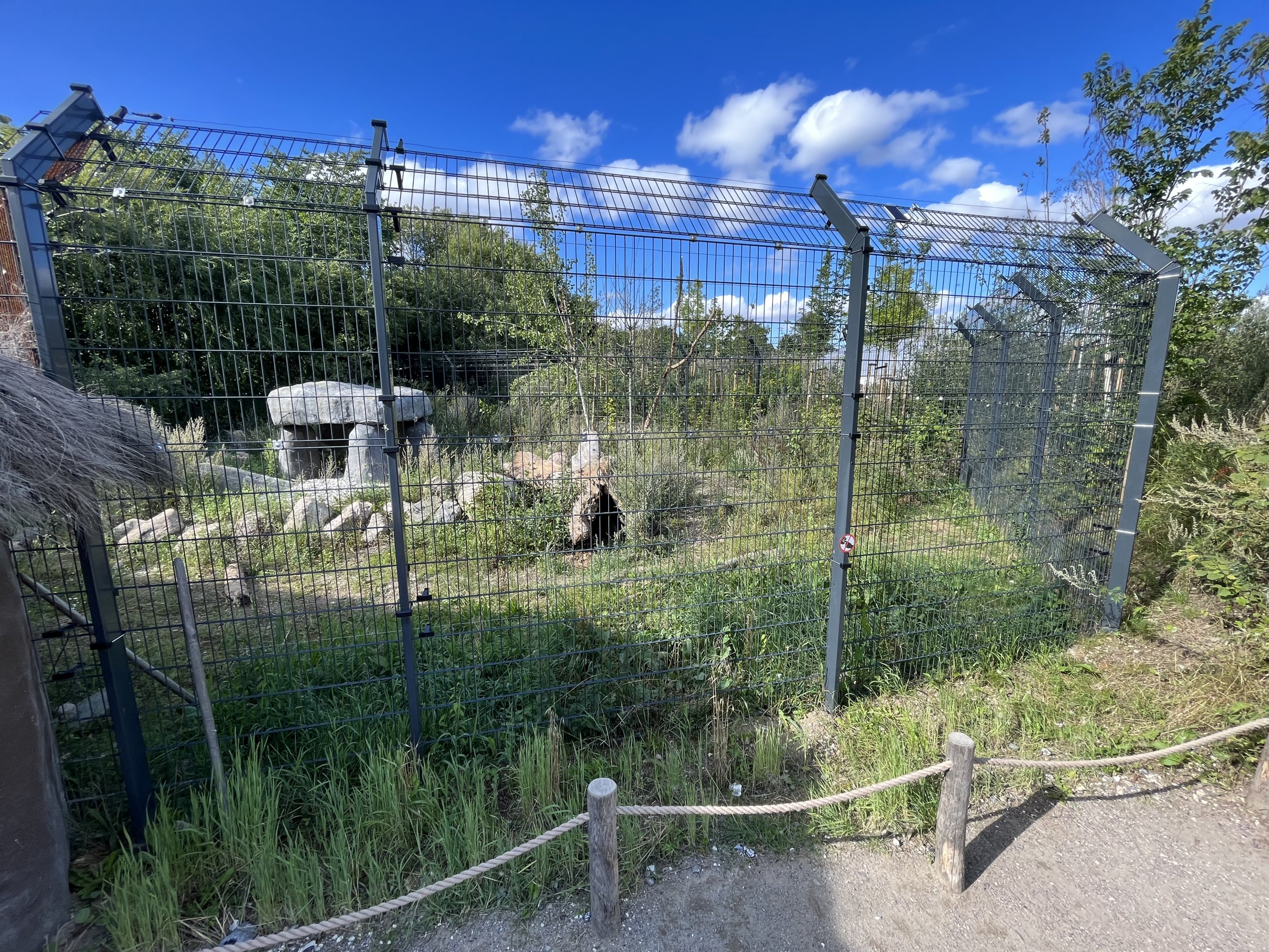 European Lynx Exhibit #2