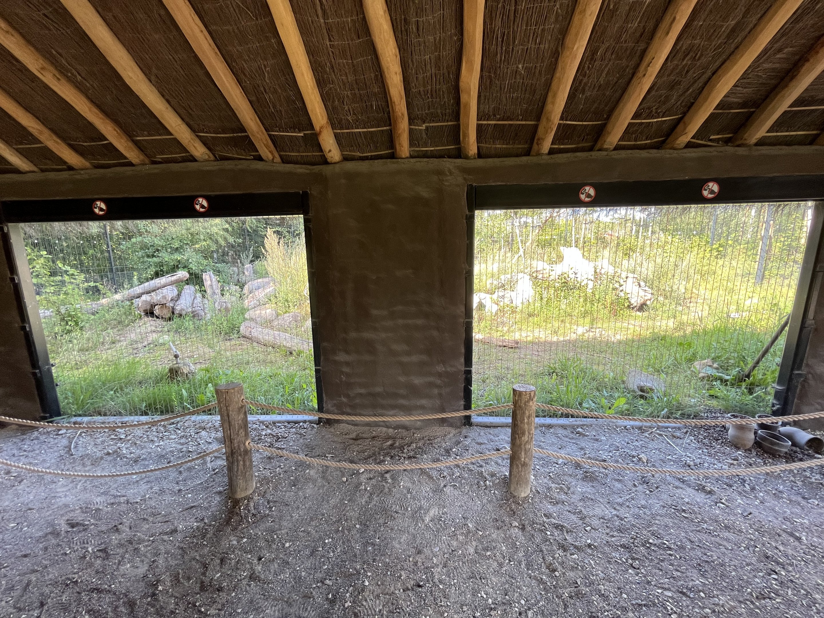 European Lynx Exhibit #2