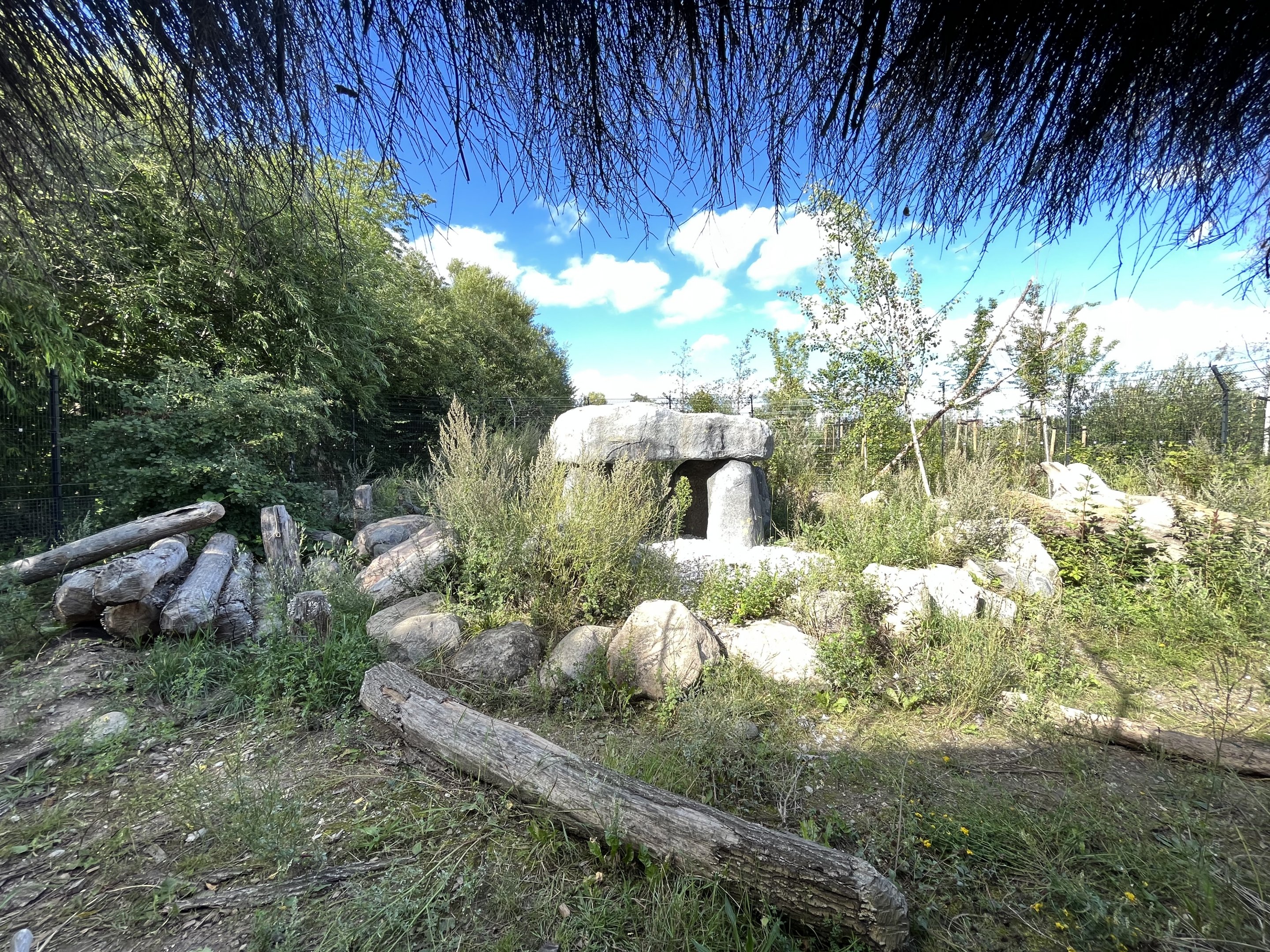 European Lynx Exhibit #2