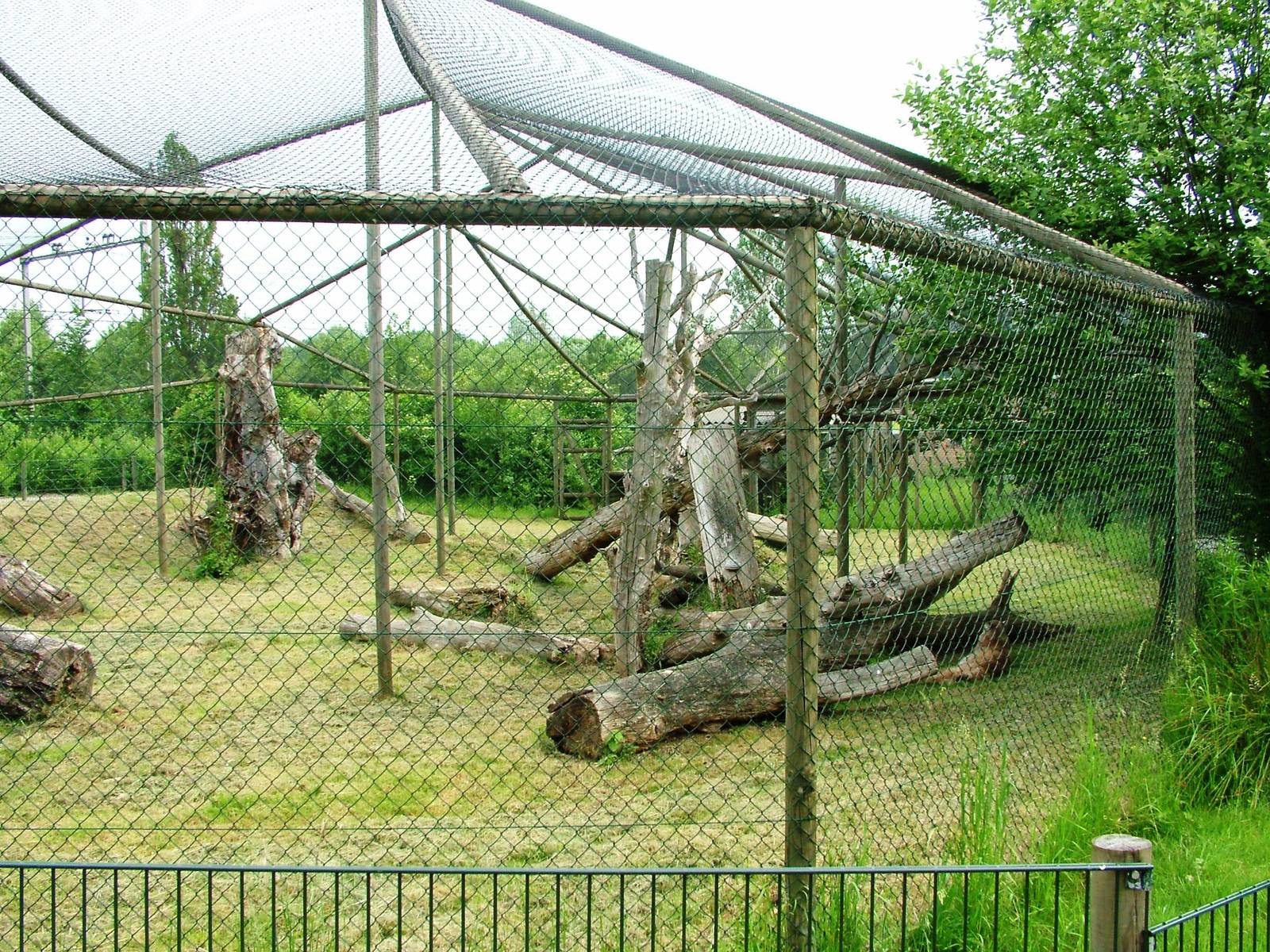European Lynx Exhibit at Dierenrijk, 31/05/12